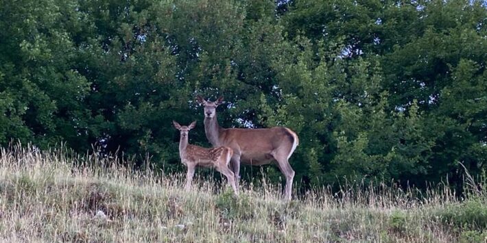 Anello del Monte Rotondo (1823 m)