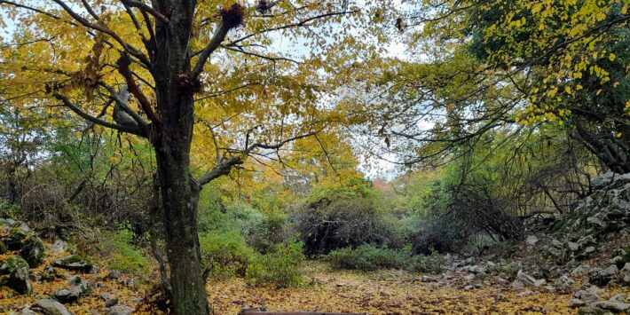 Monte Gennaro colorato d’autunno per il sentiero dei partigiani.