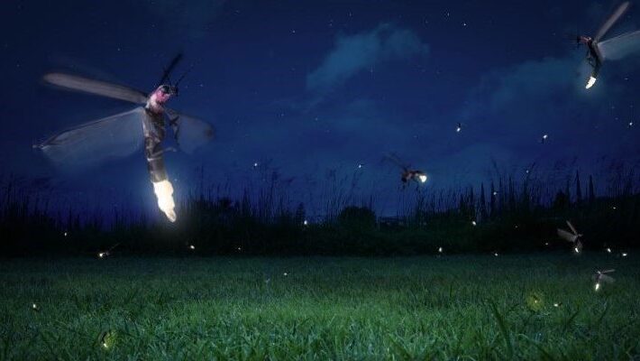 LA DANZA DELLE LUCCIOLE TRA SCIENZA E LETTERATURA