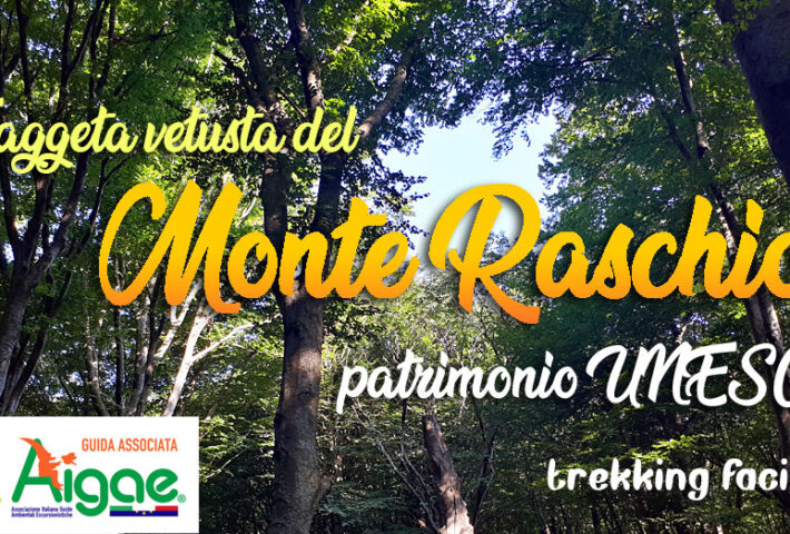 Faggeta vetusta del Monte Raschio