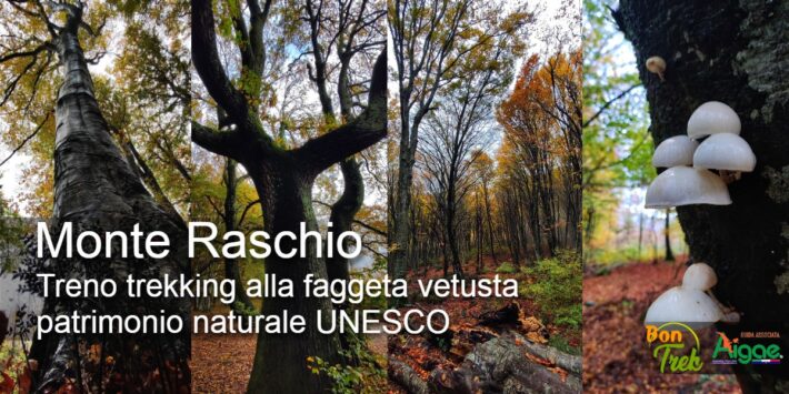 Treno trekking alla Faggeta vetusta del Monte Raschio