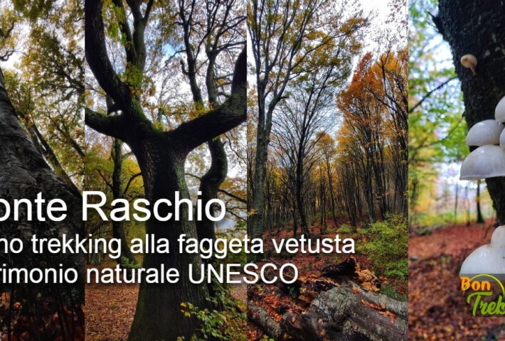 Treno trekking alla Faggeta vetusta del Monte Raschio