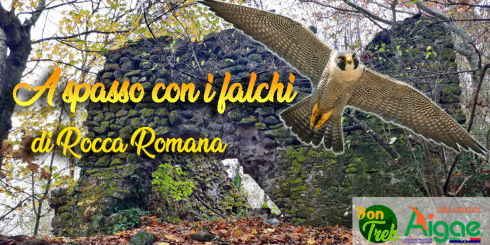 A spasso con i falchi di Rocca Romana