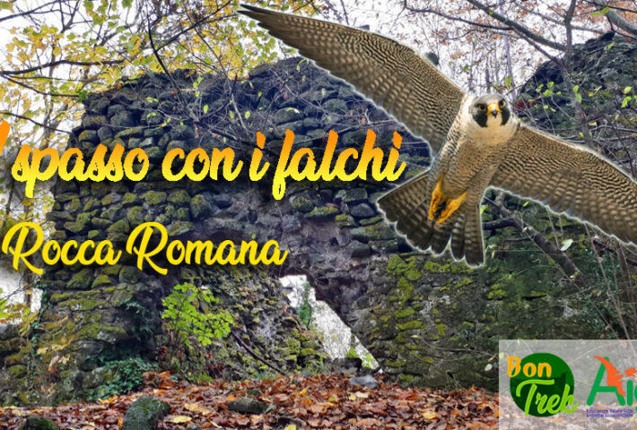 A spasso con i falchi di Rocca Romana