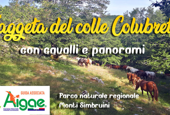 Faggeta del colle Colubretta con cavalli e panorami – monti Simbruini