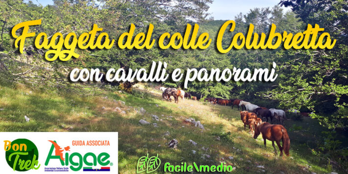 Faggeta del colle Colubretta con cavalli e panorami