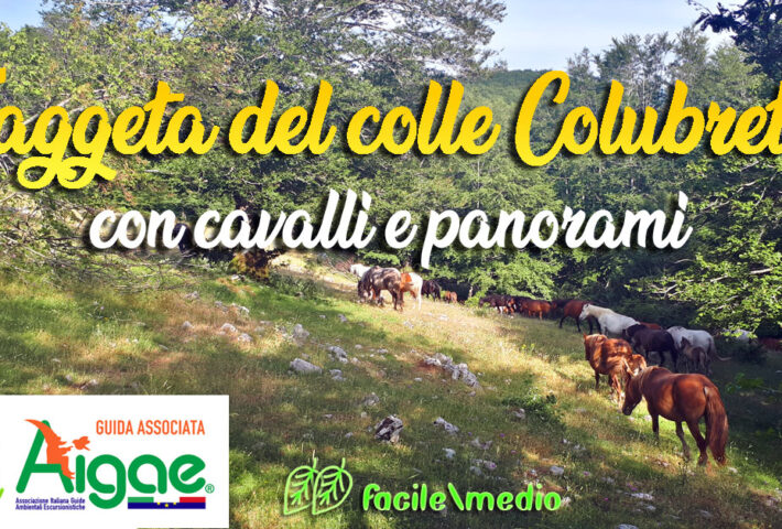 Faggeta del colle Colubretta con cavalli e panorami