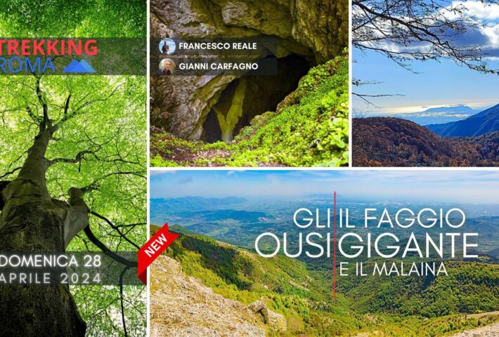 ESCURSIONE MALAINA – GLI OUSI e il FAGGIO GIGANTE