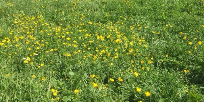 A spasso con gli imperatori