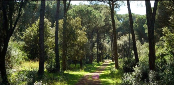 Biciclettata nella Pineta Di Castel Fusano
