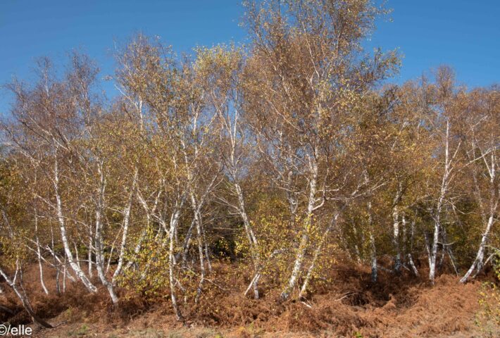 IL BOSCO DI MANZIANA E LA CALDARA