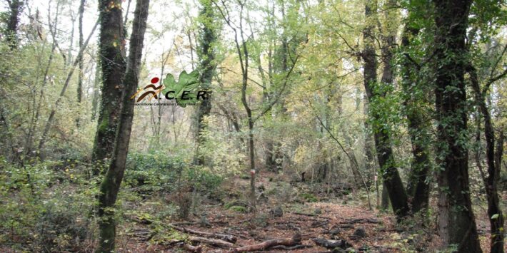 ROFALCO E IL GRANDE CRATERE LAVICO DI ROSA CREPANTE