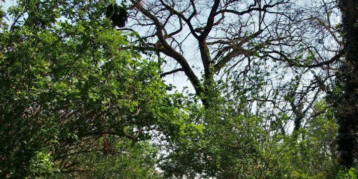 La natura della Caffarella a Roma